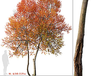 Set of Autumn Blaze Tree (Acer x freemanii)