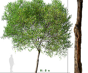 Carob Tree ( Ceratonia siliqua )