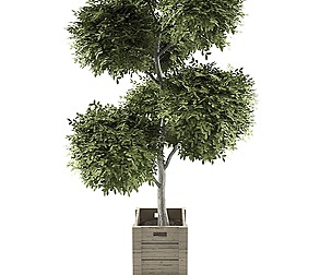 Boxwood_set_01