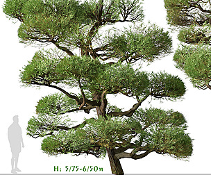 Set of Pinus Thunbergii Tree (Japanese black pine)