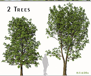 Daphniphyllum Macropodum Tree (False Daphne)
