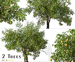 Set of Lemon Tree (Citrus limon) (2 Trees)