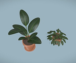 Plants