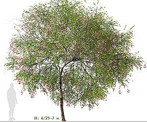 Set of Chinese Flame Tree (Koelreuteria Bipinnata)