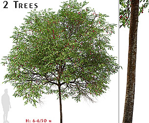 Set of Catalina Cherry Tree (Prunus ilicifolia)