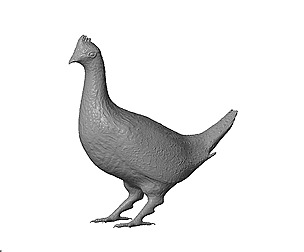 Grouse
