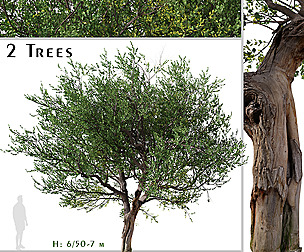Set of Australian Tea (Leptospermum laevigatum)