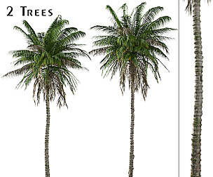 Set of Wax palm Tree (Ceroxylon quindiuense)