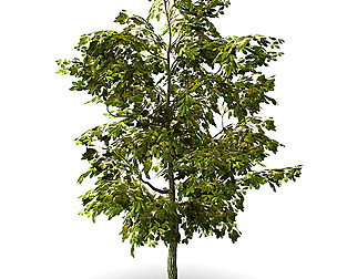 Oak Tree
