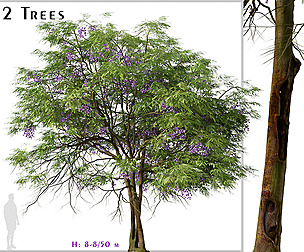 Set of Jacaranda mimosifolia Tree (Blue Jacaranda)