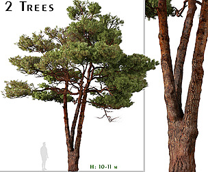 Set of Aleppo Pine Tree (Pinus halepensis)
