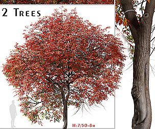 Set of Chinese pistache Tree (Pistacia chinensis)