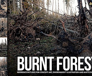 Burnt Forest Reference Pictures