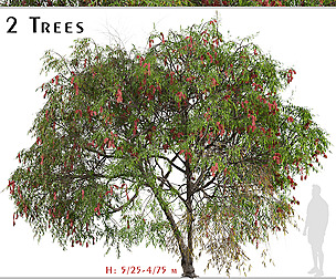 Set of Lemon bottlebrush Tree (Melaleuca citrina)
