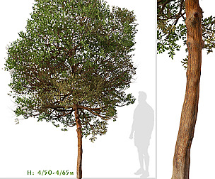Set of Chilean myrtle Tree (Luma chequen)
