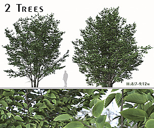 Set of Parrotia Persica Trees (Persian Ironwood )