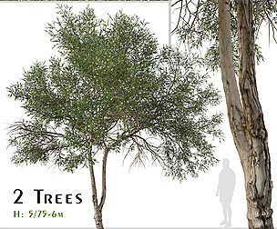 Set of Melaleuca ericifolia Tree (Swamp paperbark)