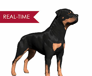 Rottweiler Real-Time