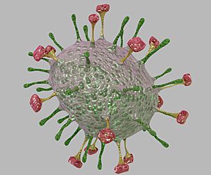 Nipah virus