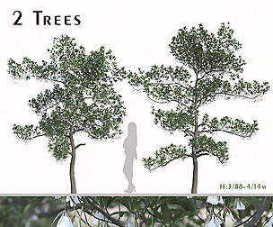 Set of Elaeocarpus Hainanensis Trees