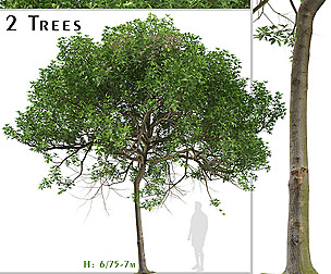 Set of Pittosporum undulatum Tree ( Cheesewood )