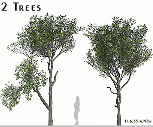 Set of Elaeocarpus Japonicus Trees