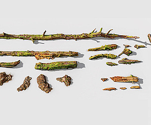 Forest Branches Debris Leaves Scan