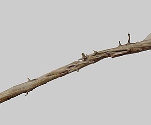 Big Fallen Dead Oak Tree Big Scan 8m PBR