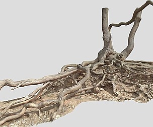 Oak Roots Big Photoscan PBR