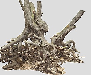 Oak Roots Big Photoscan PBR