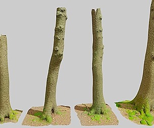 Oak Tree Medium Forest Scan Trunk Pack PBR