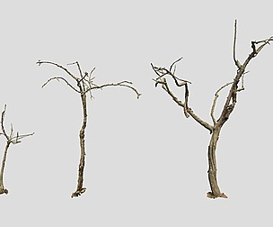 Dead Tree Set Dry Scan PBR: