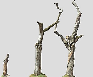 Dead Tree Collection 3D Low poly PBR