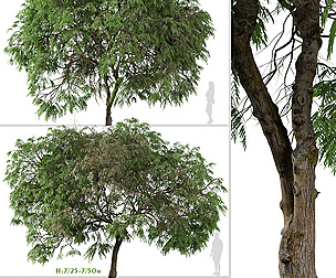 Set of Schinus areira Tree ( Peruvian pepper )