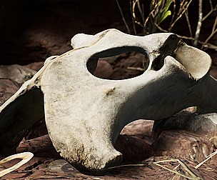 Dry Animal Bones - Photoscan Vol 2. [UE4][Unity]