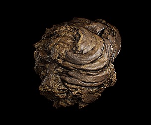 Animal Dung/Feces - Horse and Cow - Photoscan
