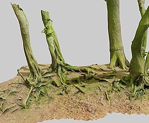 Beech Oak Roots Tree Big Scan PBR: