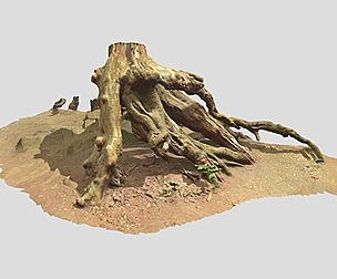 Big Old Tree Stump Scan PBR