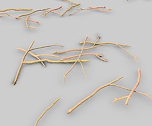 Stick Twig Branch Scan Pack PBR