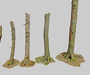 Beech Tree Dead Trunk Collection PBR