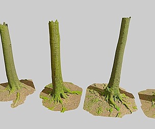 Big Beech Tree Trunk Scan Collection PBR