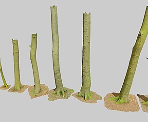 Small Beech Tree Trunk Scan Collection PBR