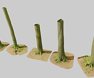 Medium Beech Tree Trunk Scan Collection PBR