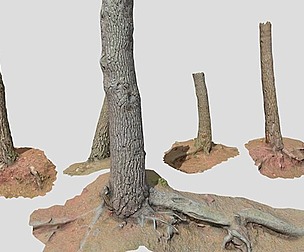 Pine Tree Trunk Scan Collection PBR