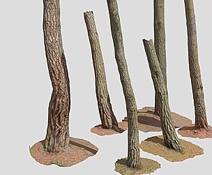 Medium Pine Tree Trunk Scan Collection PBR