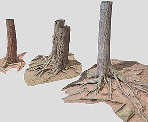 Big Pine Tree Roots Trunk Scan Collection PBR