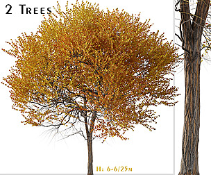 Set of Ginkgo biloba Tree ( Maidenhair tree )