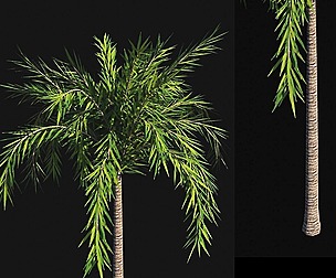 Palm Tree Animated and Rigged
