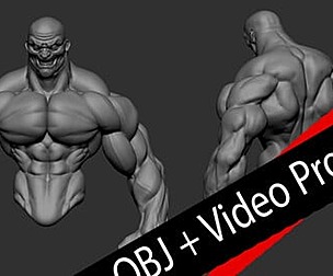 Base Torso