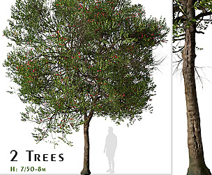 Set of  Metrosideros excelsa Tree ( Pohutukawa )
